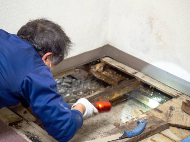 Best Professional Mold Removal  in Shively, KY