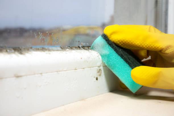Best Mold Removal Process  in Shively, KY